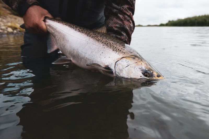 Togiak River/Lake System (Southwest Alaska)