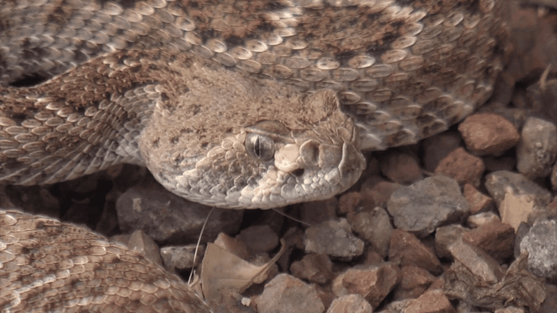 Eldorado Valley Washes (Mojave Rattlesnake)