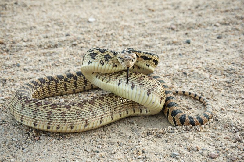 Great Basin NP Foothills (Great Basin Rattlesnake)