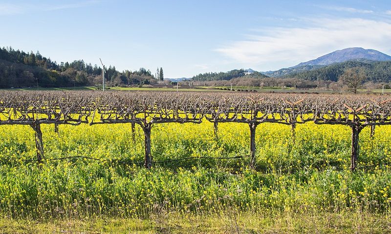 Napa Valley, California – Wine Country on Fire