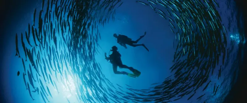 World-class diving that's carefully managed (Sipadan)