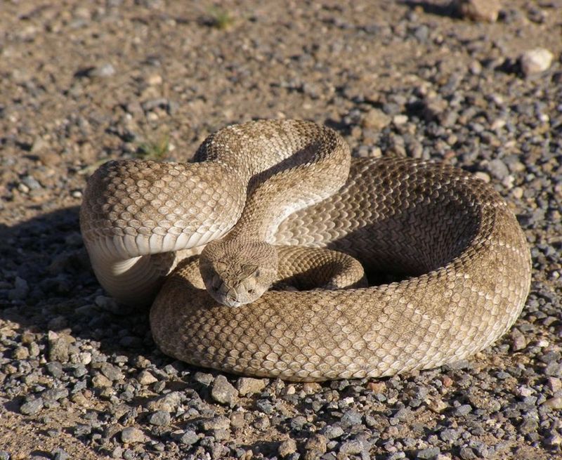 Lake Mohave Shorelines (Western Diamondback)