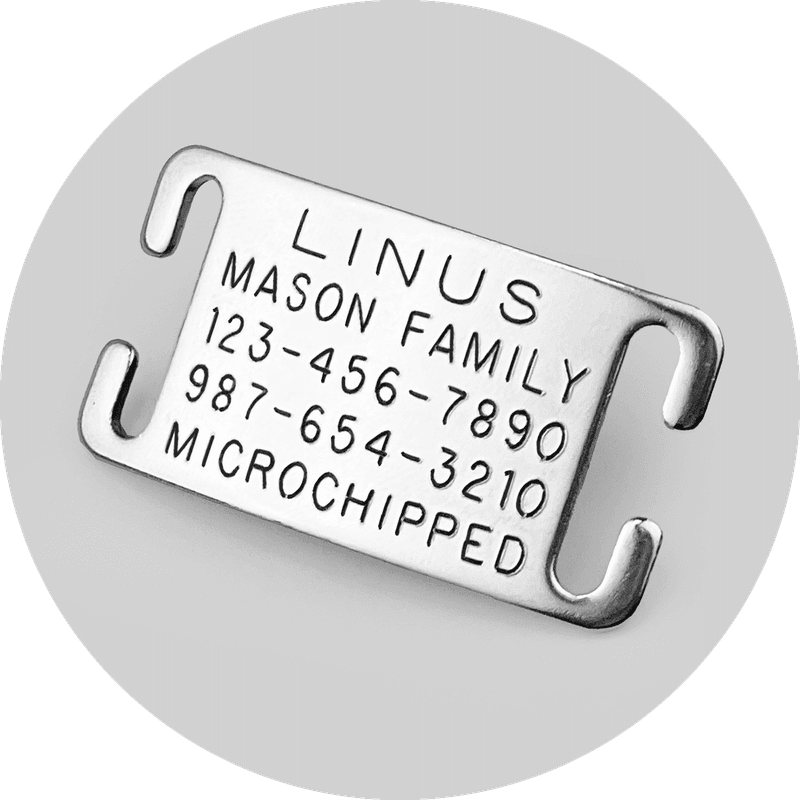 ID tags, microchip, and recent photo