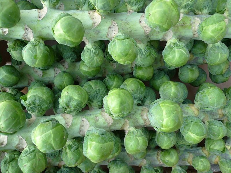 Brussels Sprouts