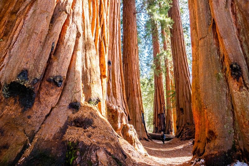 Congresses Trail, Sequoia National Park, California