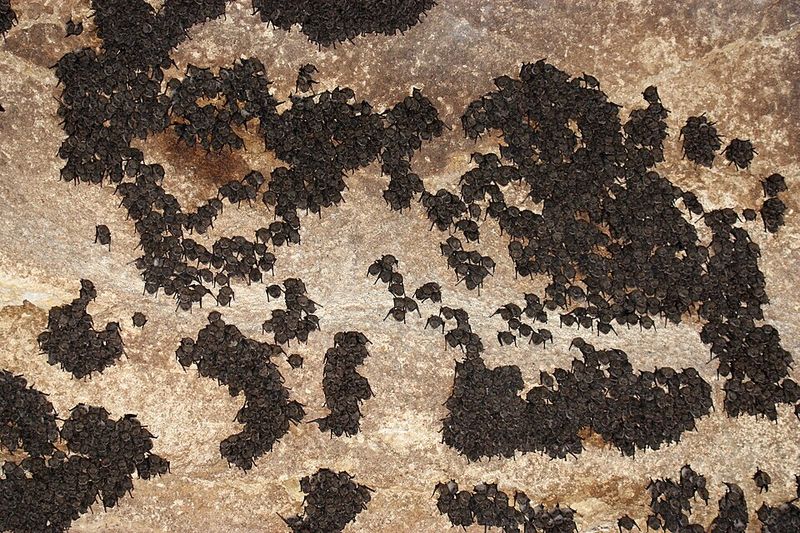 Bone-Norman Cave System (Greenbrier County)