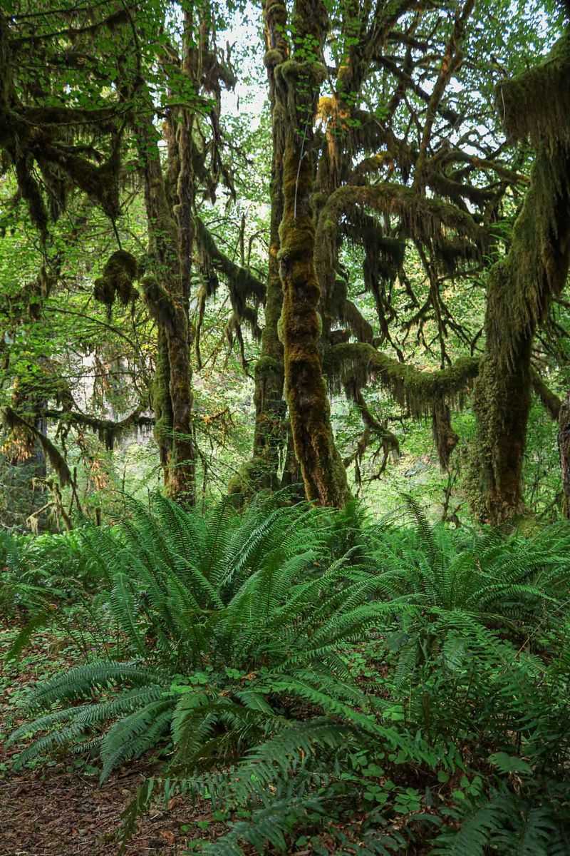 Temperate Rainforest Setting