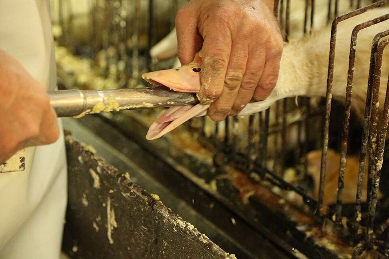 Foie Gras from Force-Feeding Producers