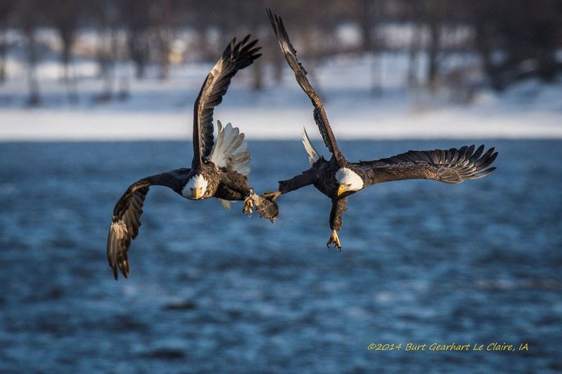 Eagle Watching Season