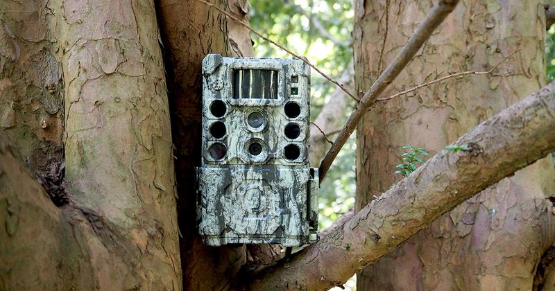 Bushnell Core S-4K No Glow