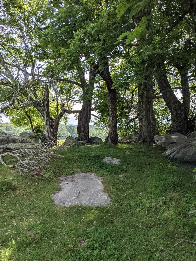 Dogs Are Allowed on Leash