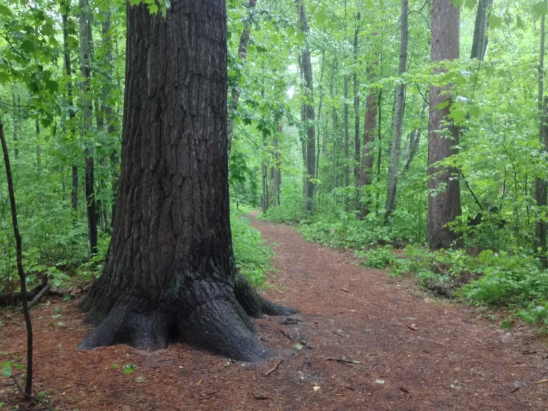 The Lost 40 Scientific & Natural Area — Chippewa National Forest
