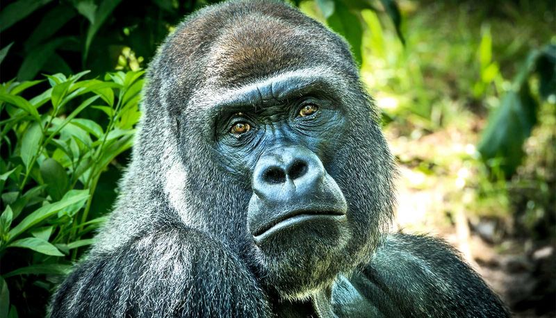 Republic of the Congo (Congo Basin)