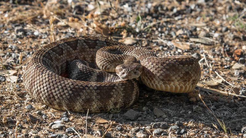 Lake Mead Mojave Ridges (Mojave Rattlesnake)