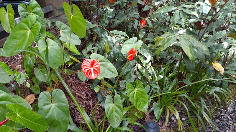 Respect for Native Forests