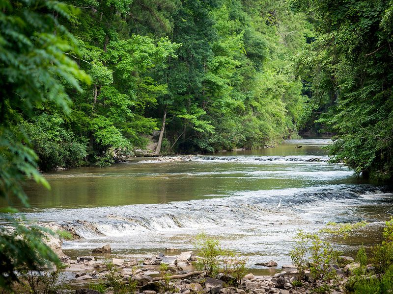 Kisatchie National Forest