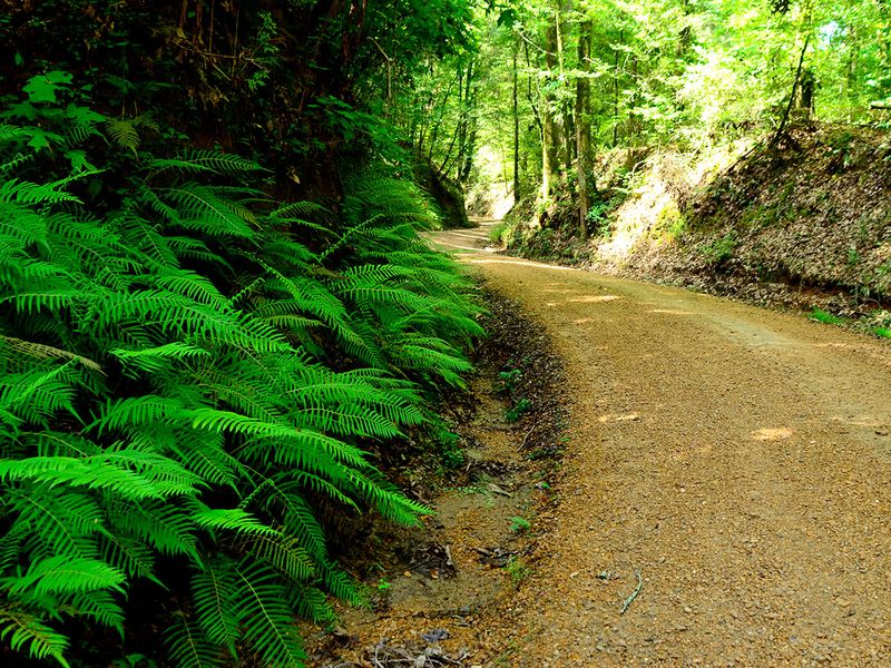 Tunica Hills: Beauty That Goes Quiet