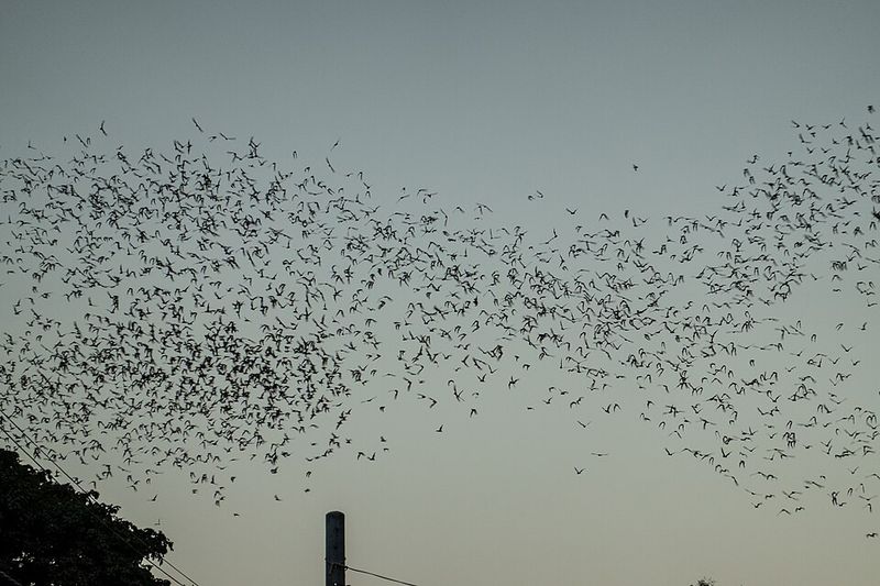 New Trout Cave (Pendleton County)