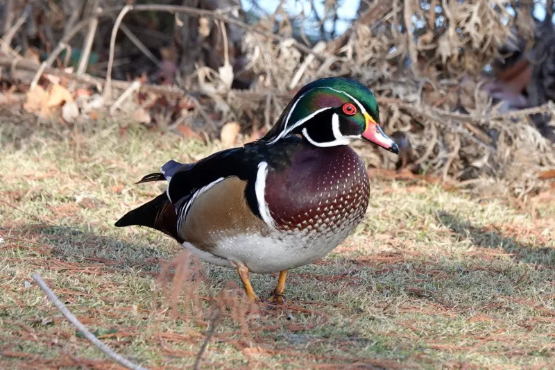 Spot Wildlife at Kathryn Albertson Park