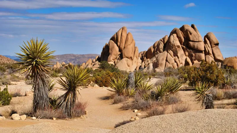 Joshua Tree National Park