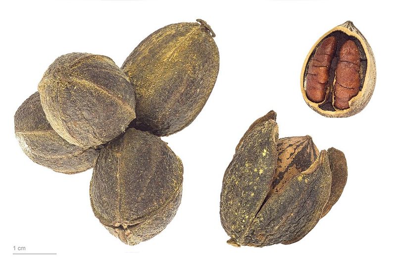 Pecans