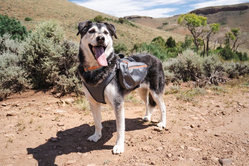 If using a dog pack, keep it light