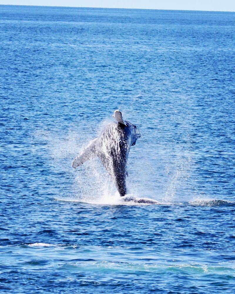 Bar Harbor, Maine (Acadia / Gulf of Maine)