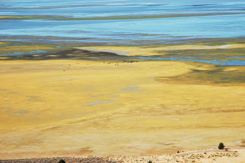 Wildlife Watching on the Alkaline Mirror