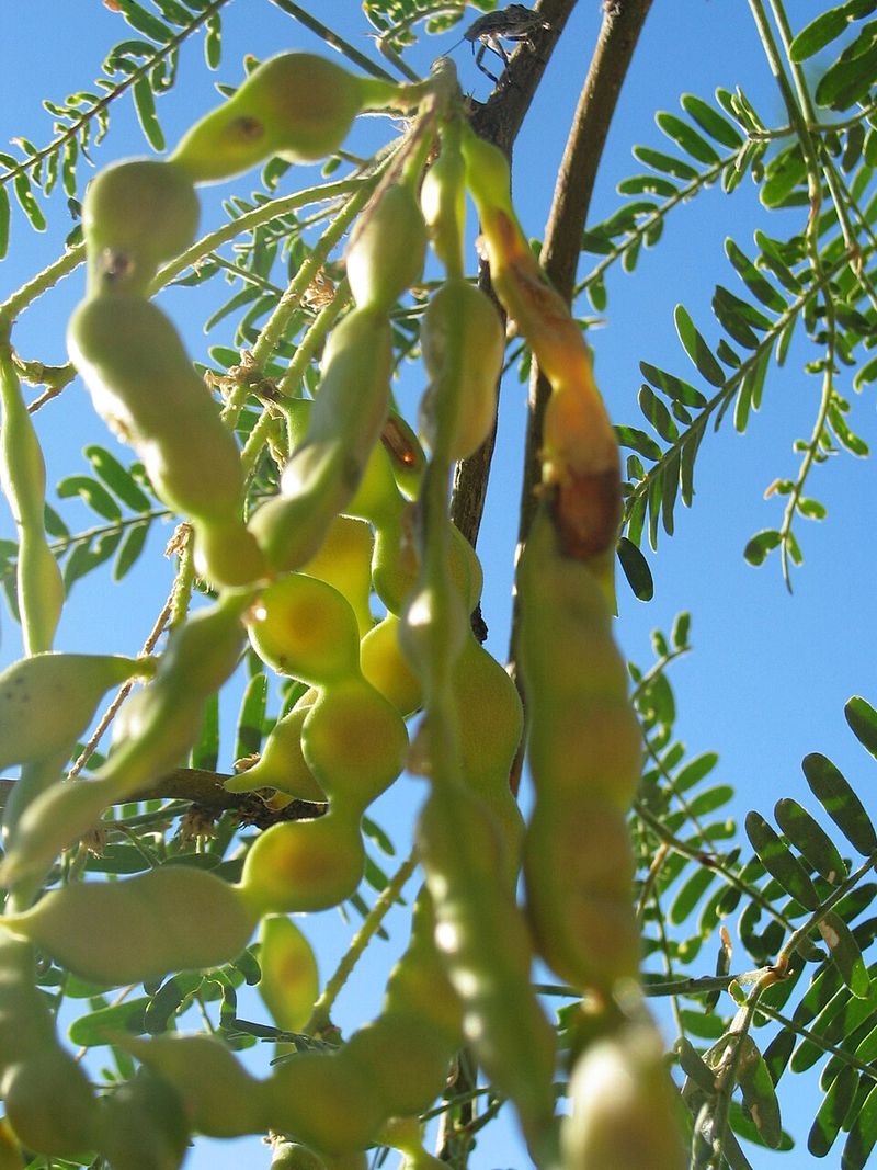 Mesquite Pods and Flour
