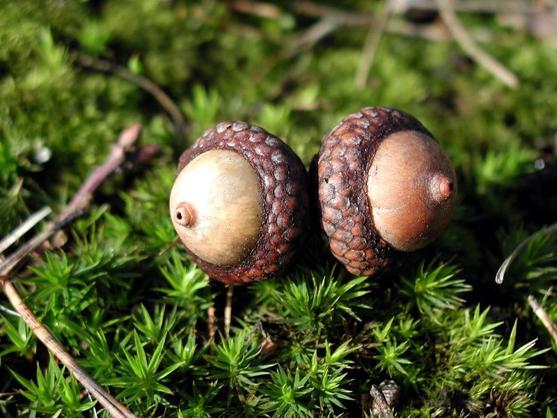 Acorns
