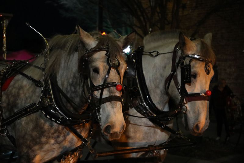 Fountain Inn Horse-Drawn Carriage Rides (15–20 minutes south)