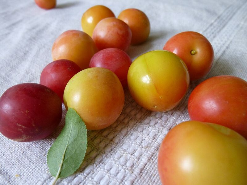 Mirabelle Plums (France)