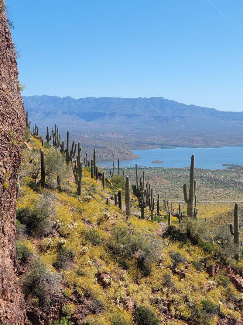 Saguaro-Studded Hillsides
