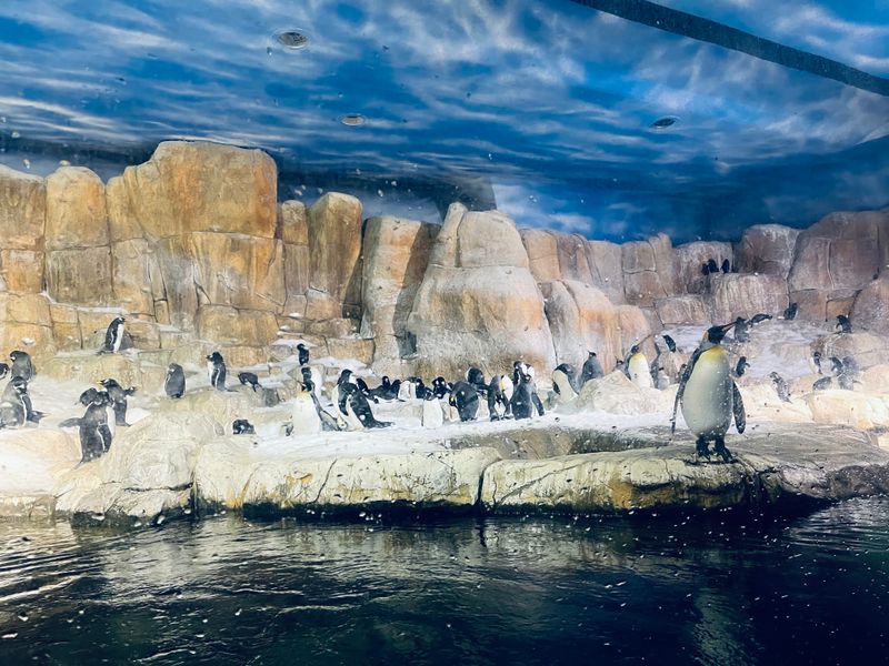 Penguin Pavilion Splash Zone