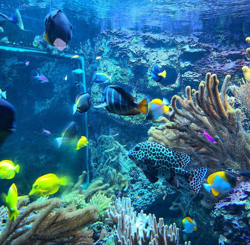 Aquarium Cafe and Food Tips
