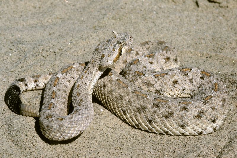 Mojave Desert Dune Slopes (Sidewinder)
