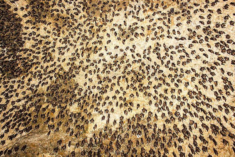 Higginbotham Cave System (Greenbrier County)