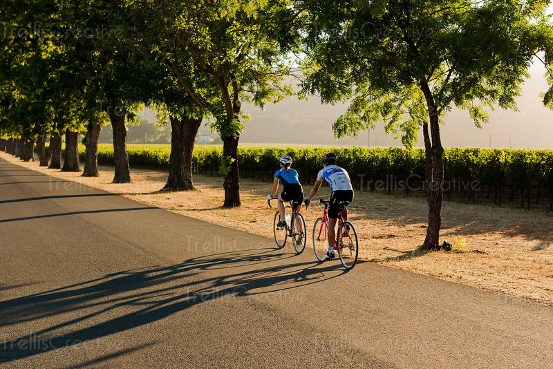 Bike the Napa Valley Vine Trail (Napa ↔ Yountville)
