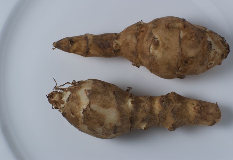 Jerusalem Artichoke (Sunchoke)
