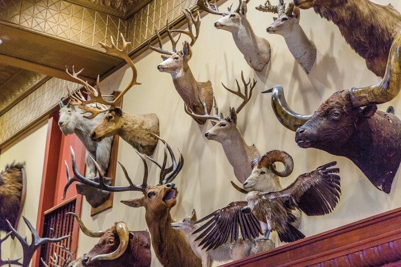 A Taxidermy Collection Like No Other