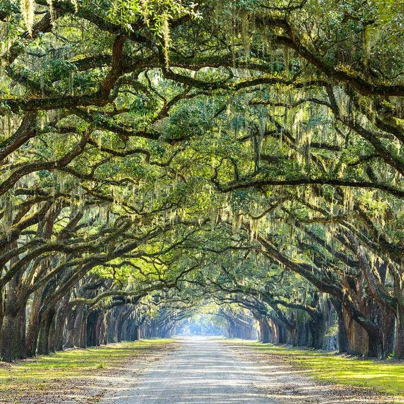 Drive the oak-lined avenue at Wormsloe State Historic Site
