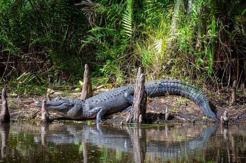 The Everglades Is the Only Place on Earth Where Alligators and Crocodiles Coexist