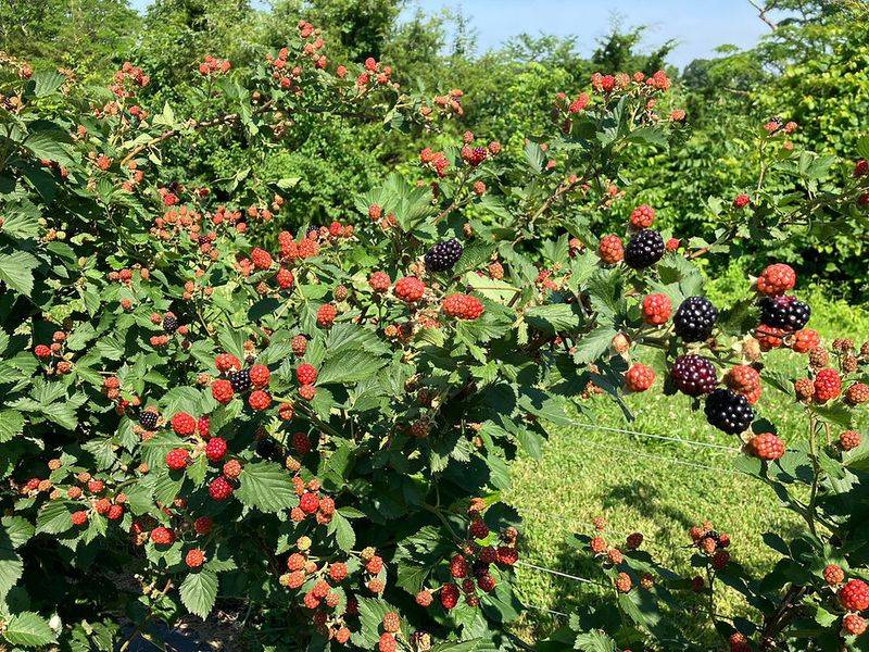 Rose Hill Farm Winery (Butler/Falmouth)