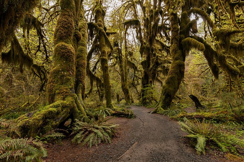 Hoh Rainforest Trail, Olympic National Park, Washington