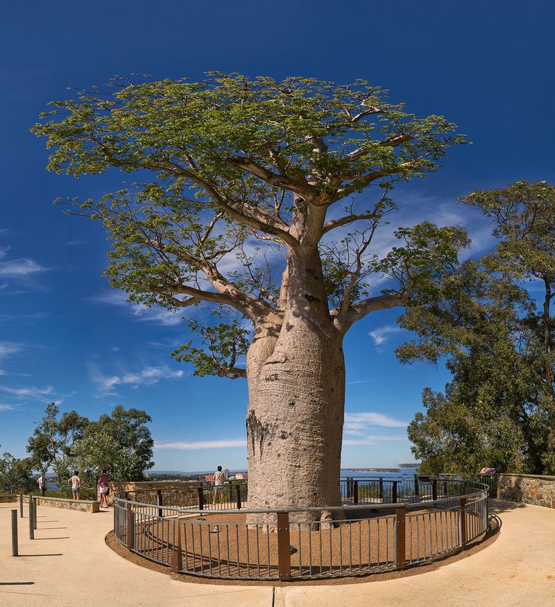 The Ancient Australian Boab Trees 1,500 to 2,000 Plus Years Old