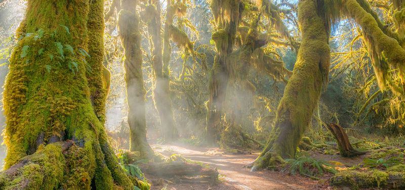 Massive Annual Rainfall