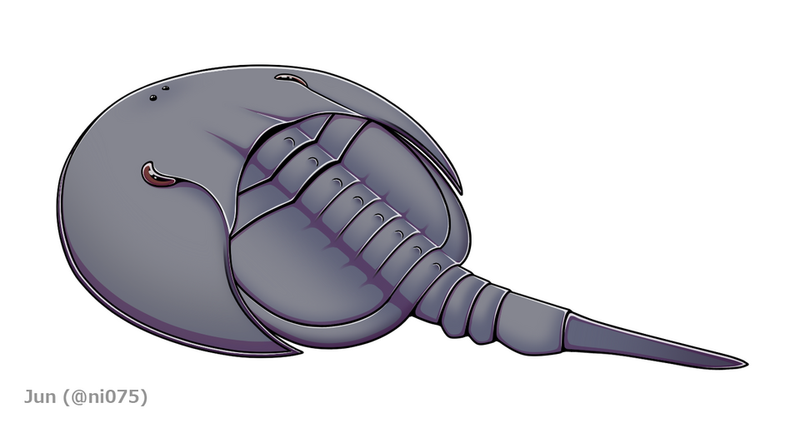 The Oldest Known Living Species Horseshoe Crabs 450 Million Years Old