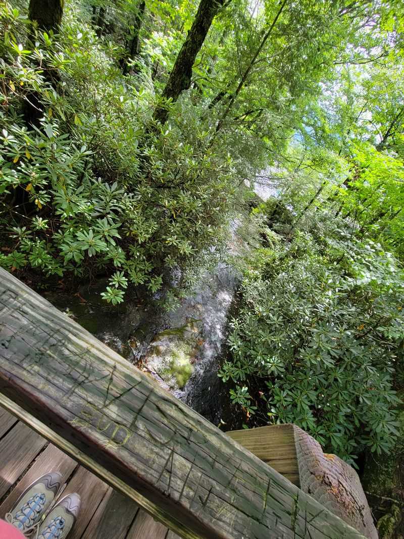 Fairy-Tale Forest Vibes