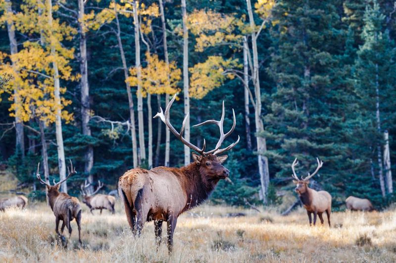 Time your visit for peak wildlife moments