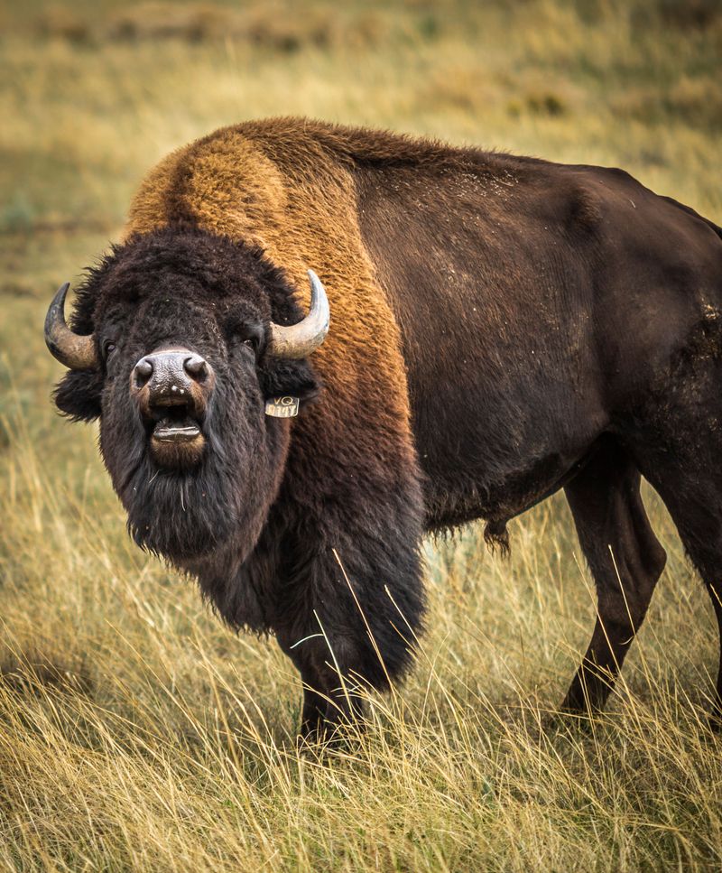 Book a guided bison and elk tour